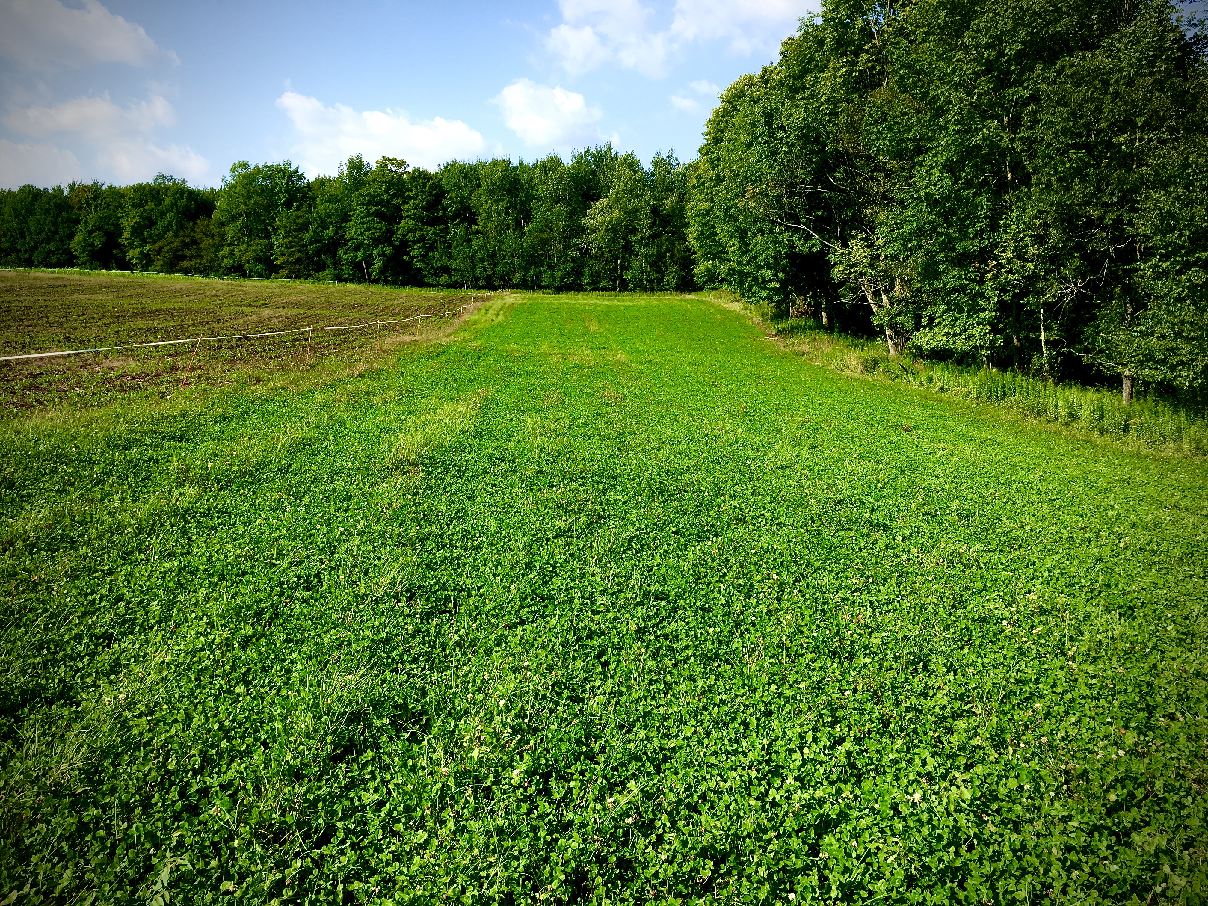 Food Plots